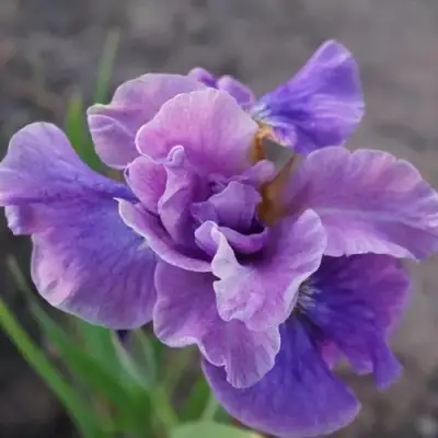 Ирис ХЭВИНГ ФАН сибирский в Самохваловичи