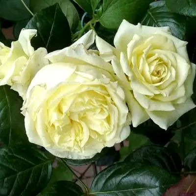 Роза ЭЛЬФ плетистая в Самохваловичи