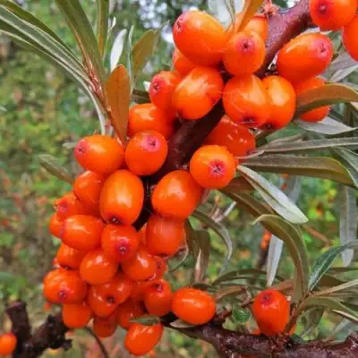 Облепиха ДЖЕМОВАЯ в Самохваловичи