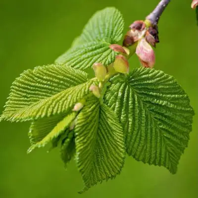 Вяз обыкновенный в Самохваловичи