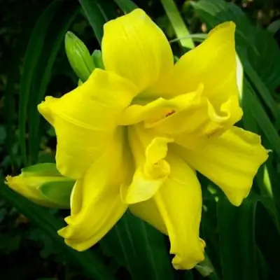 Лилейник ДАБЛ РИВЕР ВАЙ гибридный в Самохваловичи