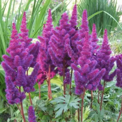 Астильба БЛЭК ЭНД БЛУ китайская в Самохваловичи