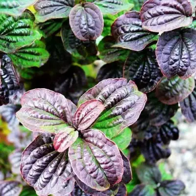 Дерен КОМПРЕССА кроваво-красный в Самохваловичи