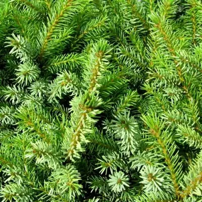 Ель НАНА сербская в Самохваловичи