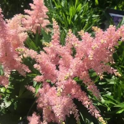 Астильба БРЕССИНГЕМ БЬЮТИ Арендса в Самохваловичи