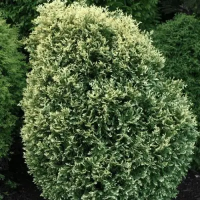 Туя ЛИТОМИШИЛ западная в Самохваловичи