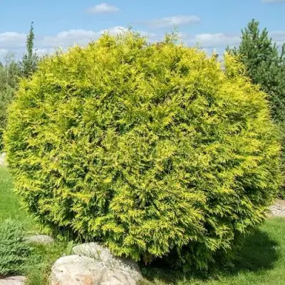 Туя ГОЛДЕН ГЛОБ западная в Самохваловичи