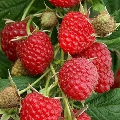 Малина ГЛЕН АМПЛ в Самохваловичи