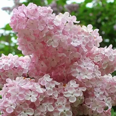 Сирень ВЕЧЕРНИЙ ЗВОН в Самохваловичи