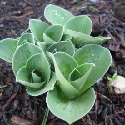 Хоста МОНСТЕР ИРЗ гибридная в Самохваловичи