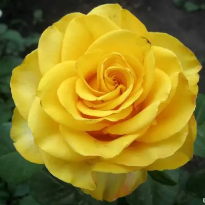 Роза КЕРИО чайно-гибридная в Самохваловичи