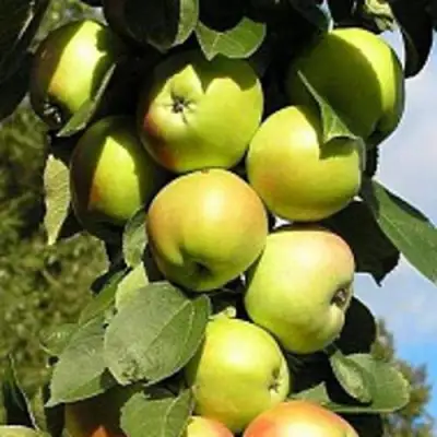 Яблоня ПРЕЗИДЕНТ колонновидная в Самохваловичи