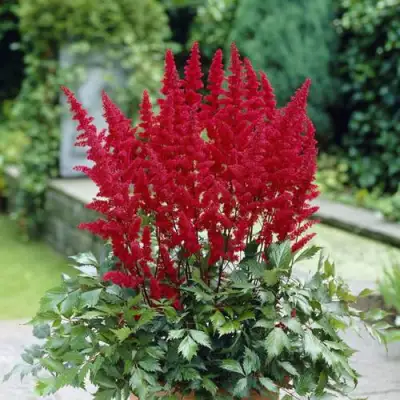 Астильба СПАРТАН Арендса в Самохваловичи