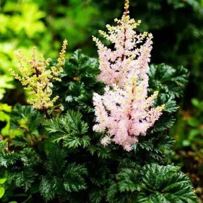 Астильба ЛИЛИПУТ курчавая в Самохваловичи