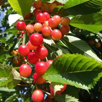 Черешня БРЯНСКАЯ РОЗОВАЯ в Самохваловичи