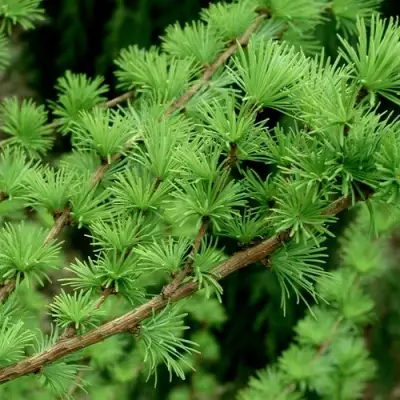 Лиственница европейская в Самохваловичи