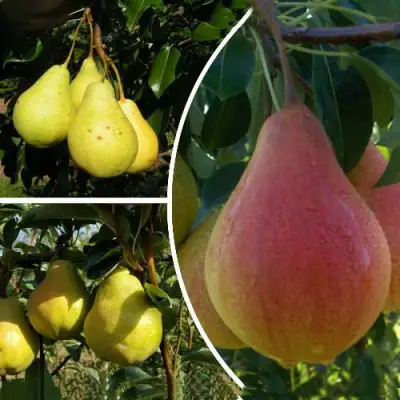 Комплект ТРИ ГРАЦИИ в Самохваловичи