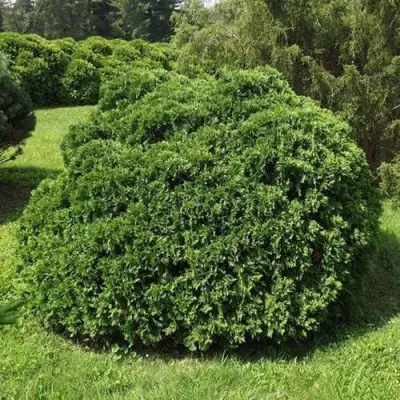 Туя УМБРАКУЛИФЕРА западная в Самохваловичи