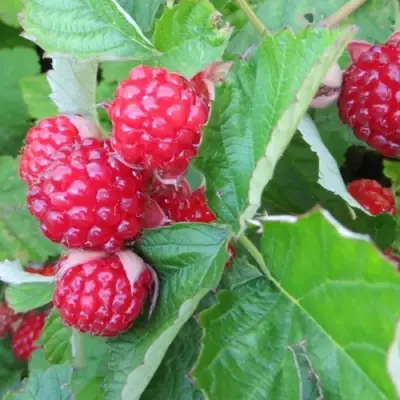 Ежемалина РЕД ДАЙМОНД в Самохваловичи