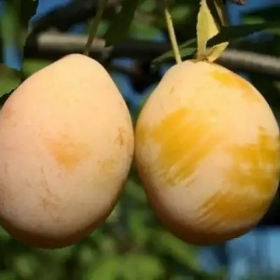 Слива ВАШИНГТОН в Самохваловичи