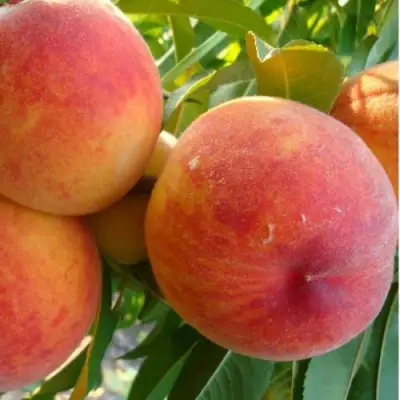 Персик ДИВНЫЙ в Самохваловичи