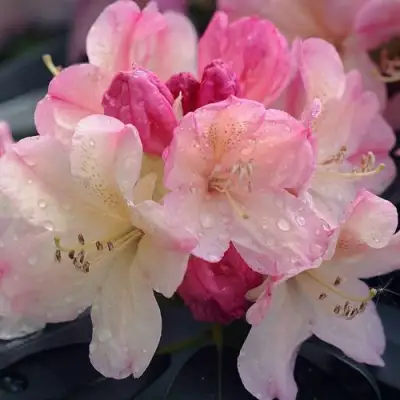 Рододендрон ПЕРСИ ВАЙСМАН в Самохваловичи