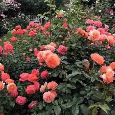 Роза БЕЛЬВЕДЕР шраб в Самохваловичи