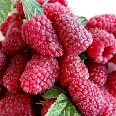 Малина КАСКАД ДЕЛАЙТ в Самохваловичи