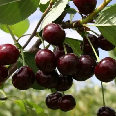 Вишня СВЕРДЛОВЧАНКА степная в Самохваловичи