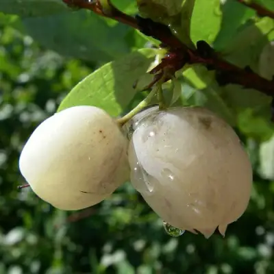 Голубика СНЕГУРОЧКА в Самохваловичи