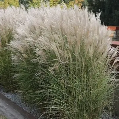 Мискантус КЛЯЙН СИЛЬБЕРСПАЙН китайский  в Самохваловичи