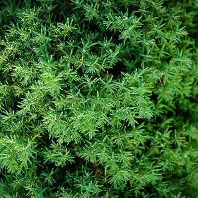 Туя ТЕДДИ западная в Самохваловичи