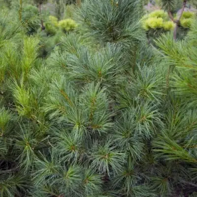 Сосна АРМАНДИ в Самохваловичи