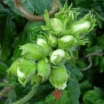 Фундук ВЕББА ЦЕННЫЙ в Самохваловичи