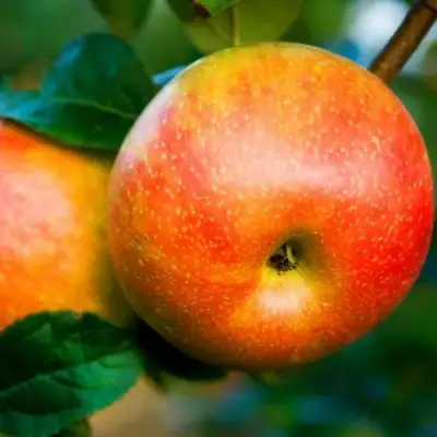 Яблоня АБРИКОСОВАЯ в Самохваловичи