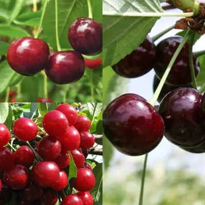 Комплект ВИШНЕВЫЙ САД в Самохваловичи