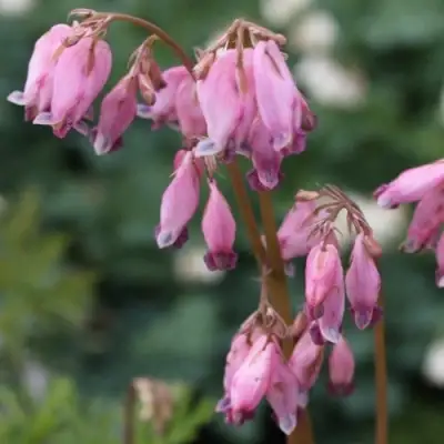 Дицентра изящная в Самохваловичи