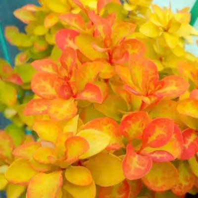 Барбарис САММЕР САНСЕТ тунберга в Самохваловичи