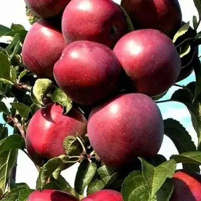 Яблоня СОЗВЕЗДИЕ колонновидная в Самохваловичи