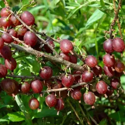 Крыжовник ОЛАВИ (ХИННОНМАЕН ПУНАЙНЕН) в Самохваловичи