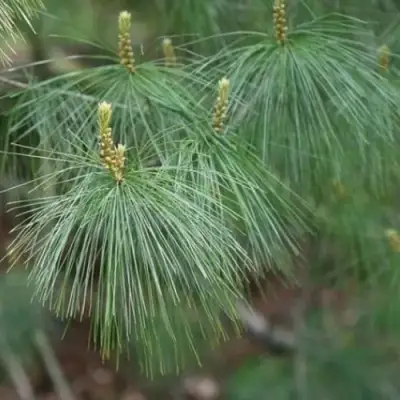 Сосна АРМАНДИ в Самохваловичи