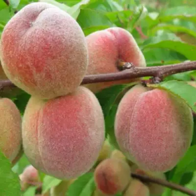 Персик ЕЛГАВСКИЙ в Самохваловичи