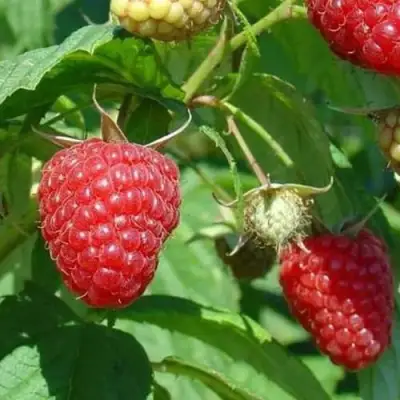 Малина ТАДМОР в Самохваловичи