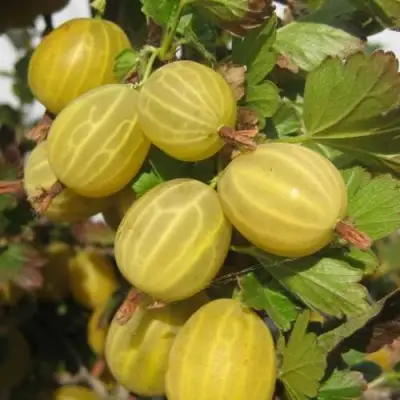 Крыжовник ЯРОВОЙ в Самохваловичи