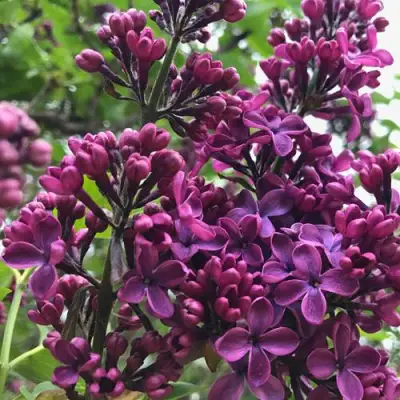 Сирень ЛЮДВИГ ШПЕТ в Самохваловичи