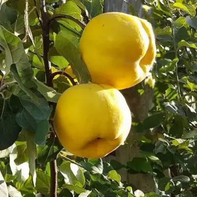 Айва МАРИЯ в Самохваловичи