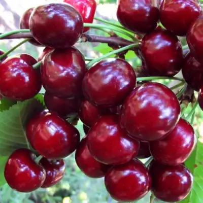 Вишня ЖУКОВСКАЯ в Самохваловичи