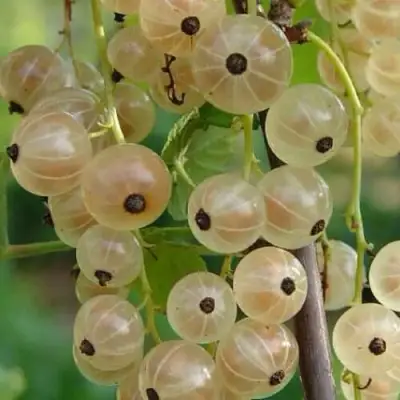 Смородина белая СМОЛЬЯНИНОВСКАЯ в Самохваловичи