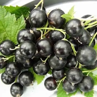 Смородина чёрная ТИТАНИЯ в Самохваловичи