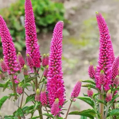 Вероника ФЕРСТ ЛАВ длиннолистная в Самохваловичи